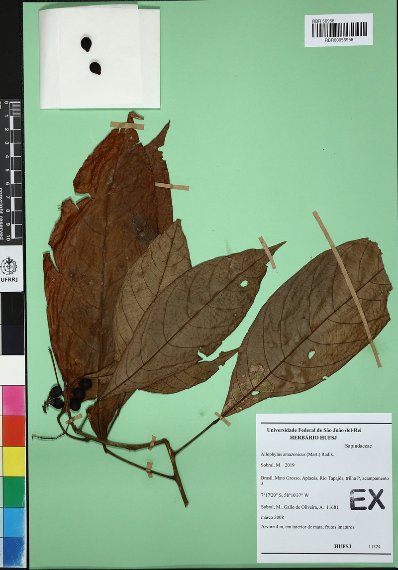 Allophylus amazonicus photo 2