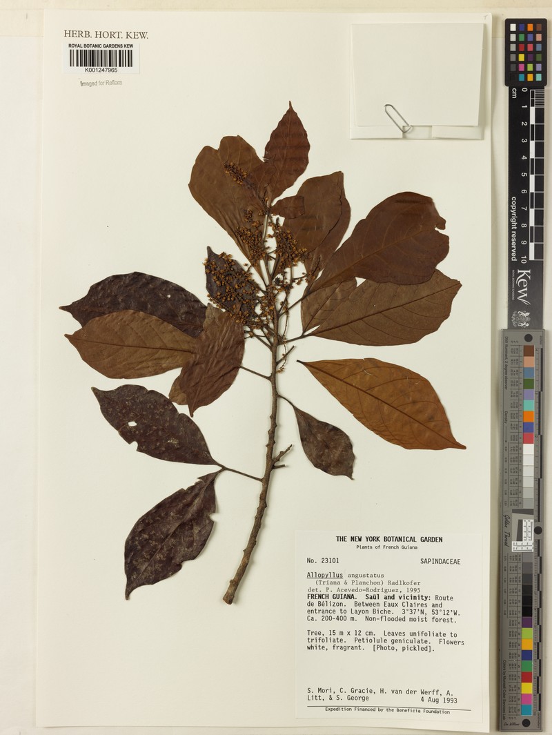 Allophylus angustatus