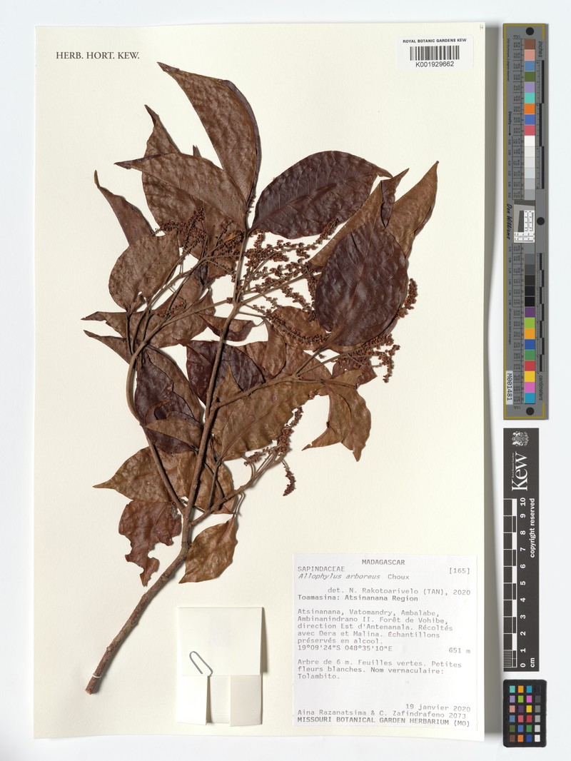 Allophylus arboreus photo 2