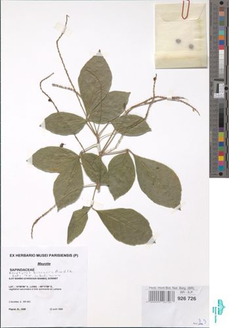 Allophylus bicruris photo 2