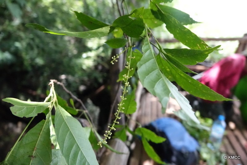 Allophylus boinensis photo 2