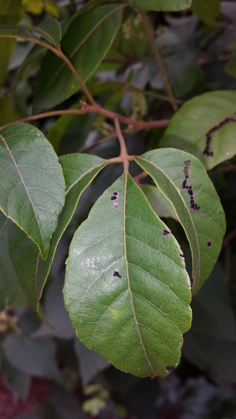 Allophylus boinensis photo 3