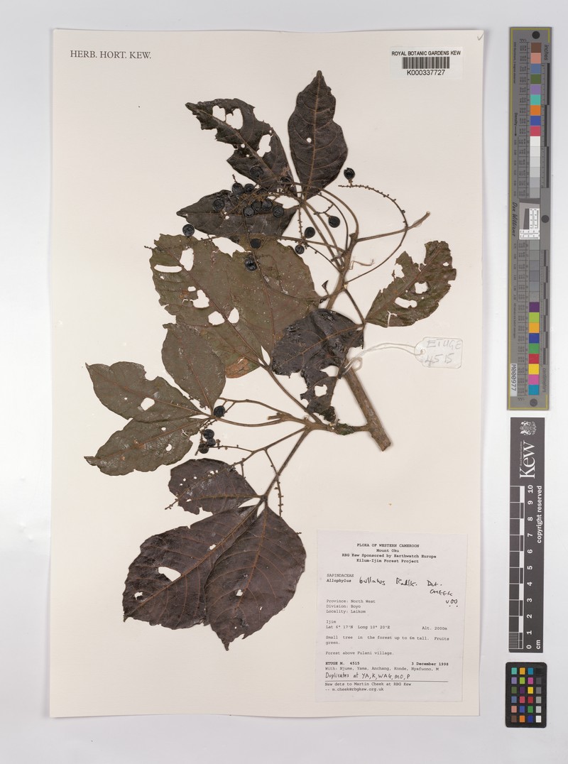 Allophylus bullatus photo 4
