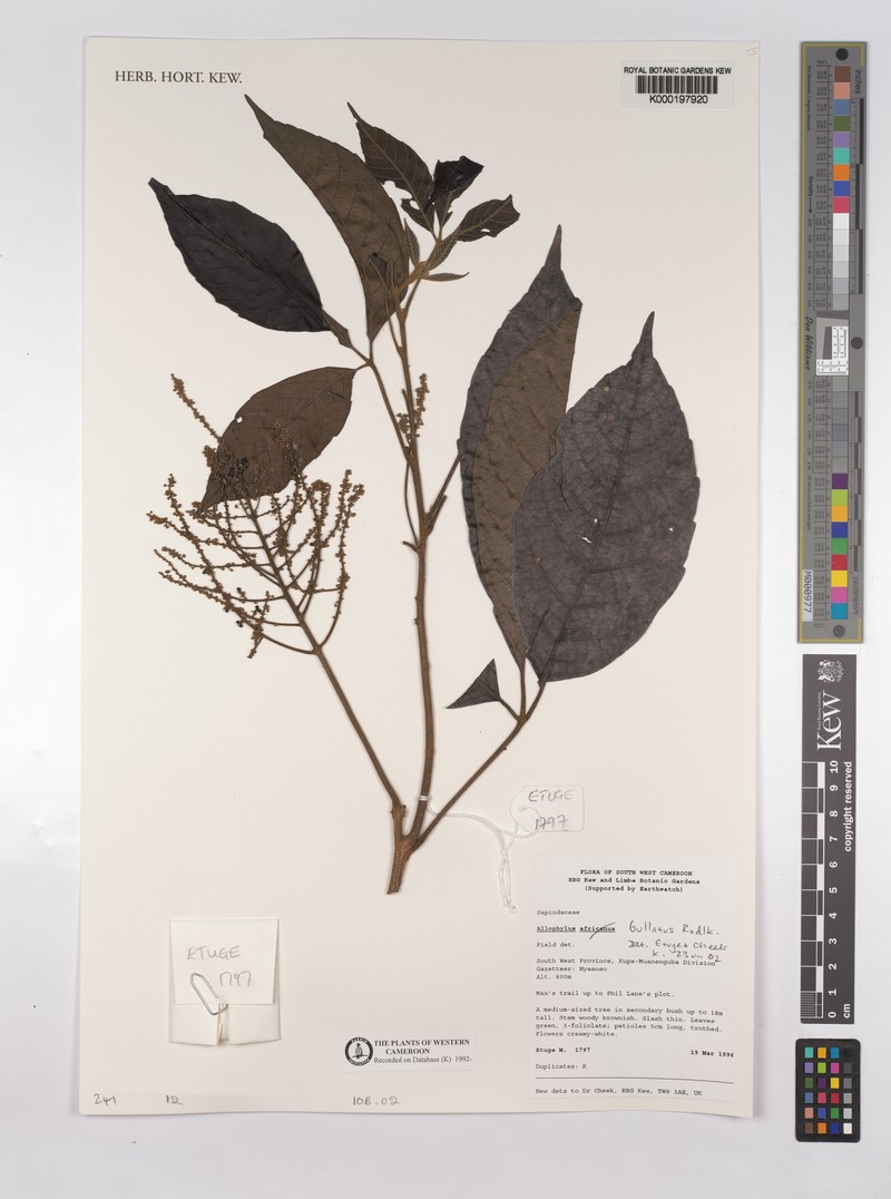 Allophylus bullatus photo 5