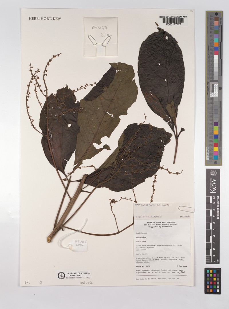 Allophylus bullatus photo 6