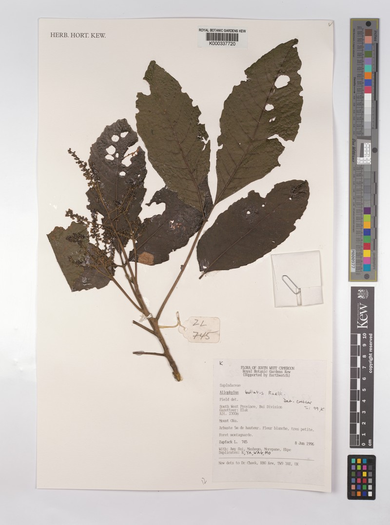 Allophylus bullatus photo 7