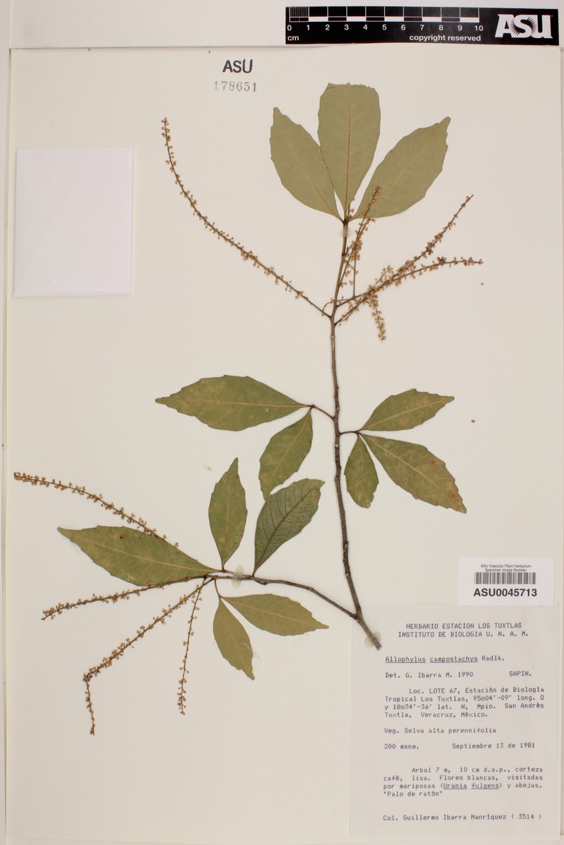 Allophylus camptostachys photo 3