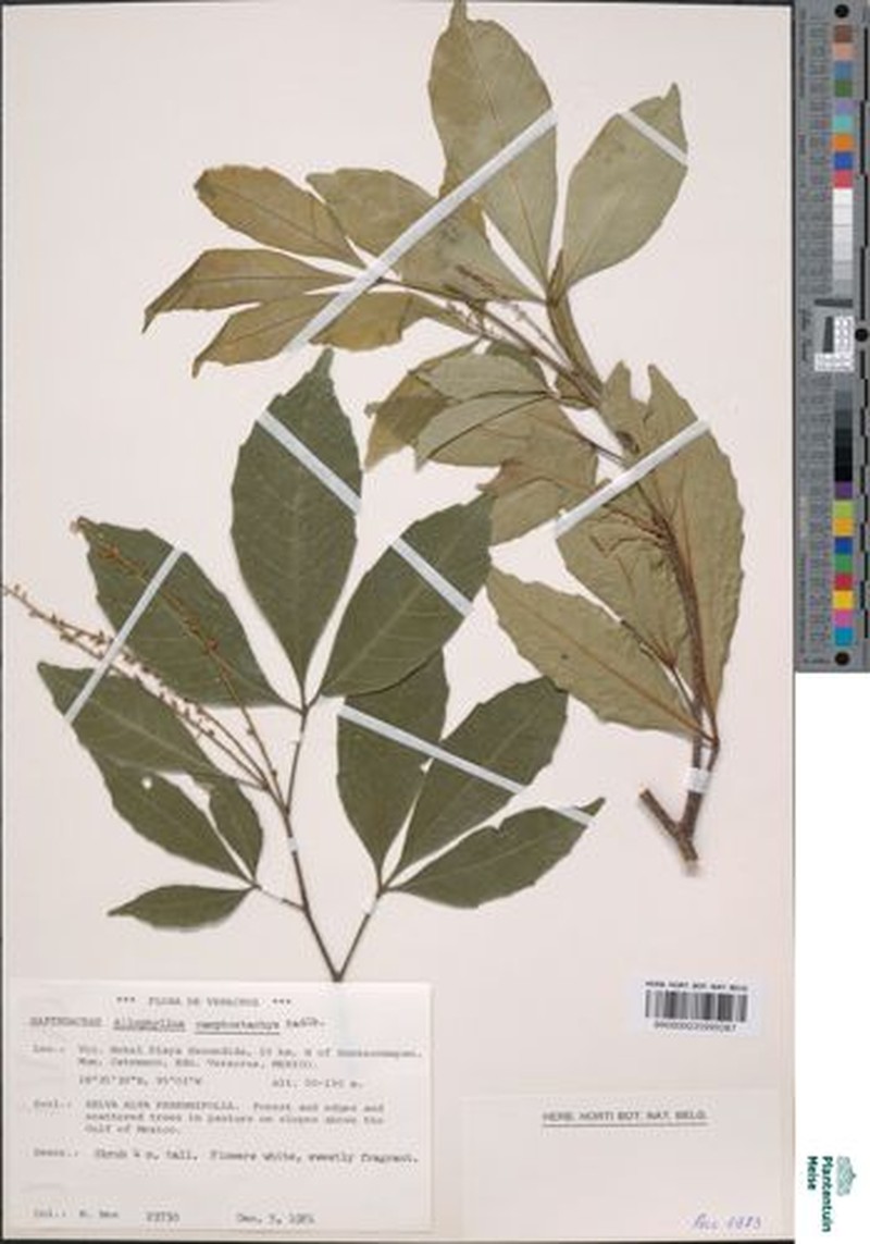 Allophylus camptostachys photo 4