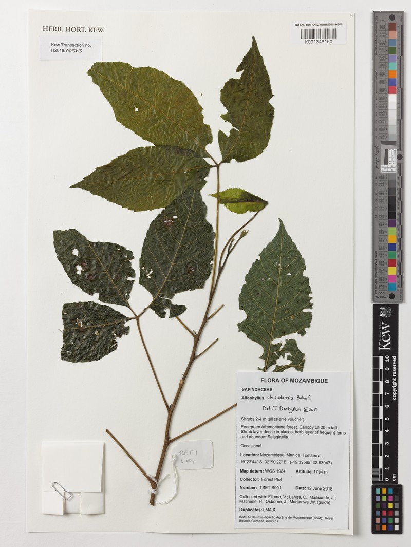 Allophylus chirindensis