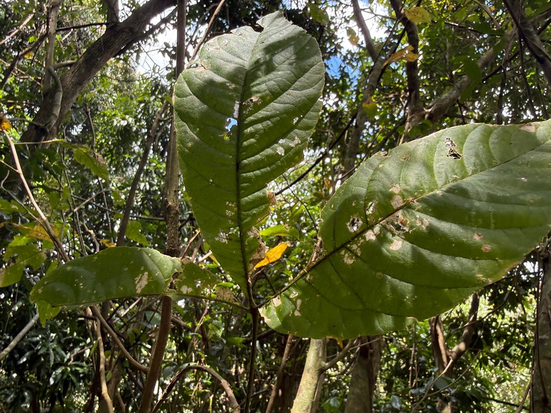Allophylus chrysoneurus photo 3