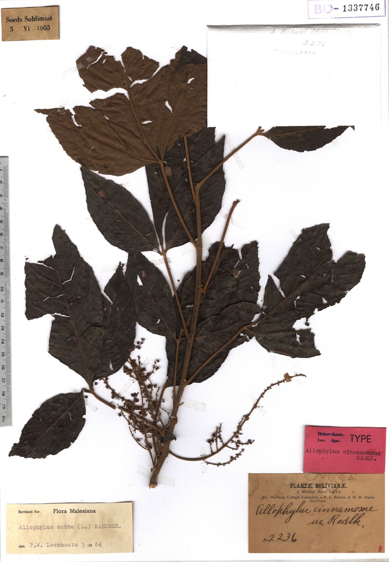Allophylus cinnamomeus