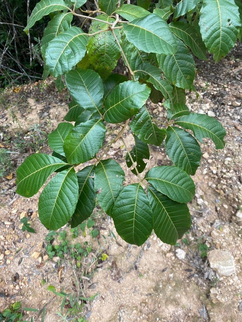 Allophylus cominia