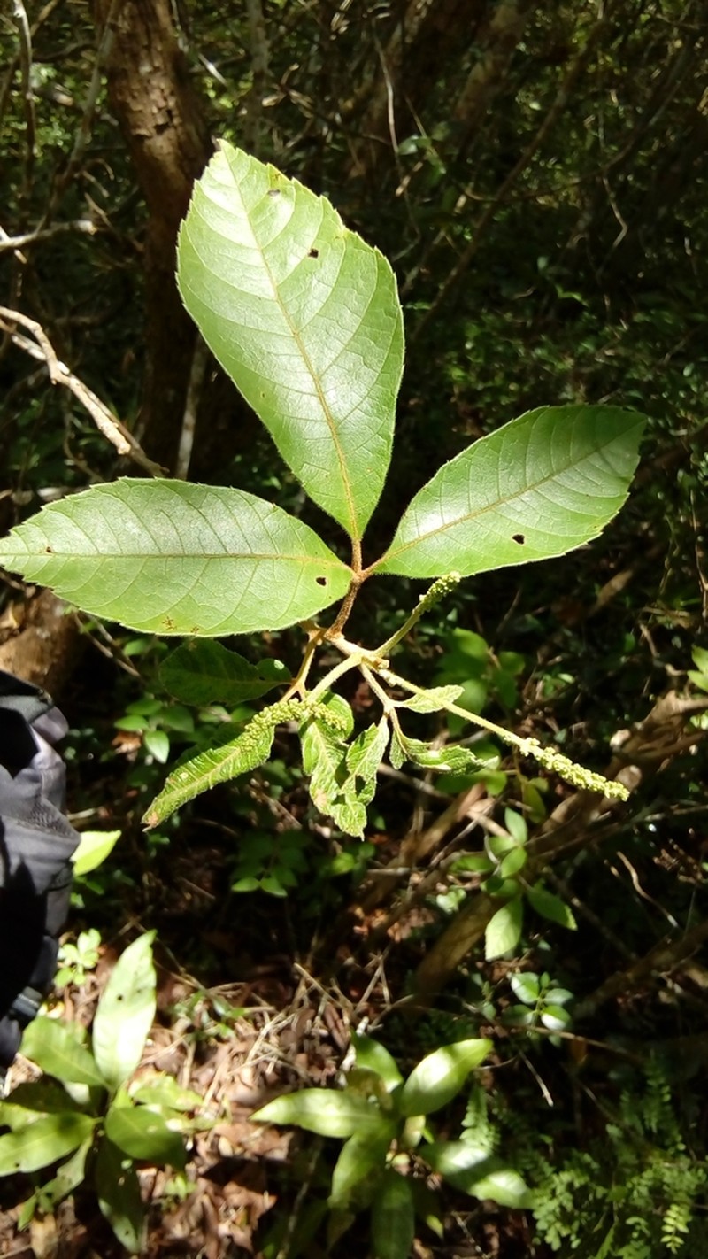Allophylus cominia photo 3