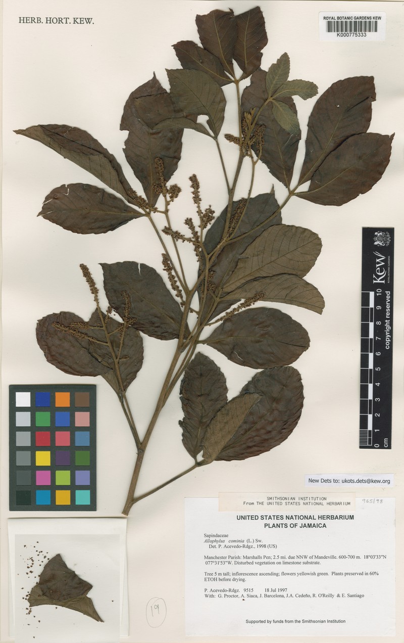 Allophylus cominia var. cominia