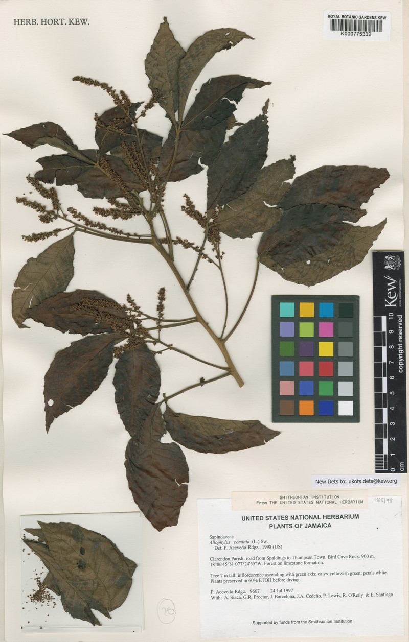 Allophylus cominia var. cominia photo 2