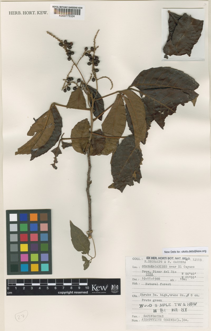 Allophylus cominia var. cominia photo 3