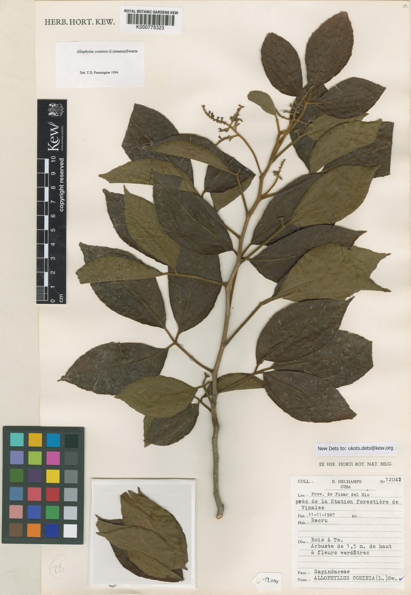 Allophylus cominia var. cominia photo 4