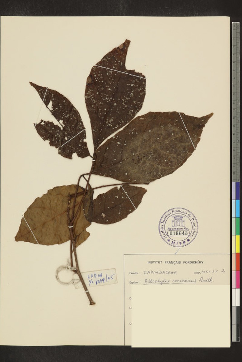 Allophylus concanicus photo 2