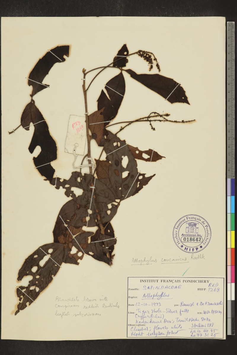 Allophylus concanicus photo 3