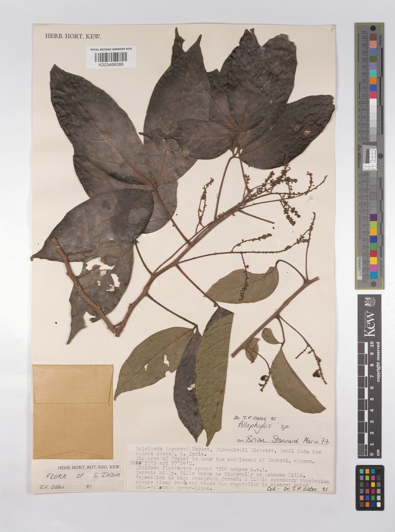 Allophylus concanicus photo 4