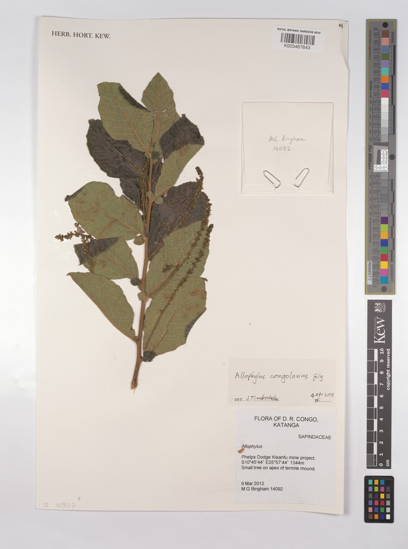 Allophylus congolanus photo 2