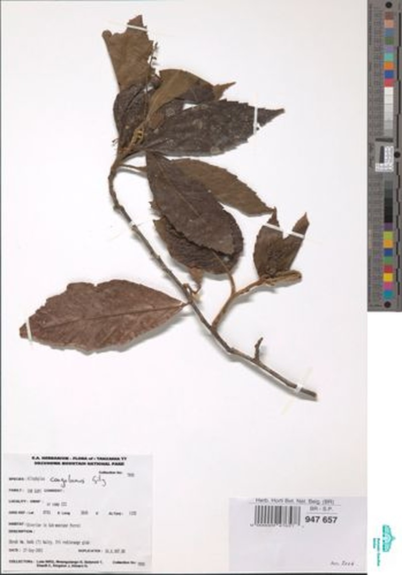 Allophylus congolanus photo 3