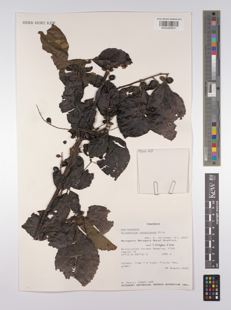 Allophylus congolanus photo 4
