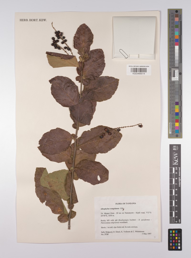 Allophylus congolanus photo 5