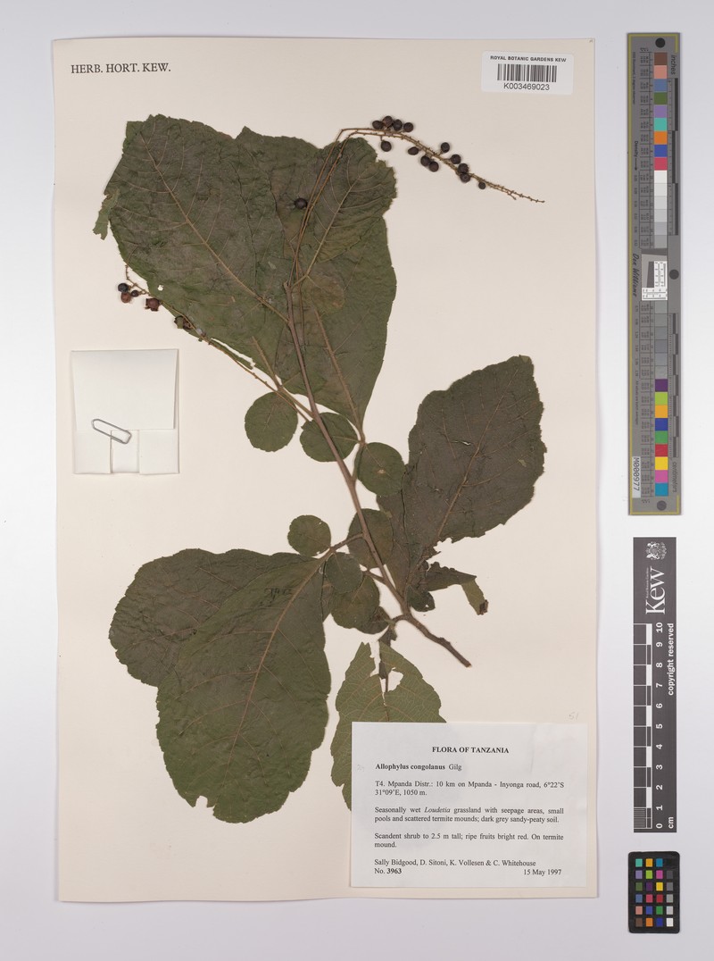 Allophylus congolanus photo 6