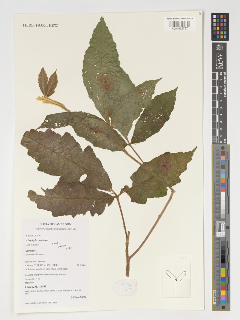 Allophylus conraui