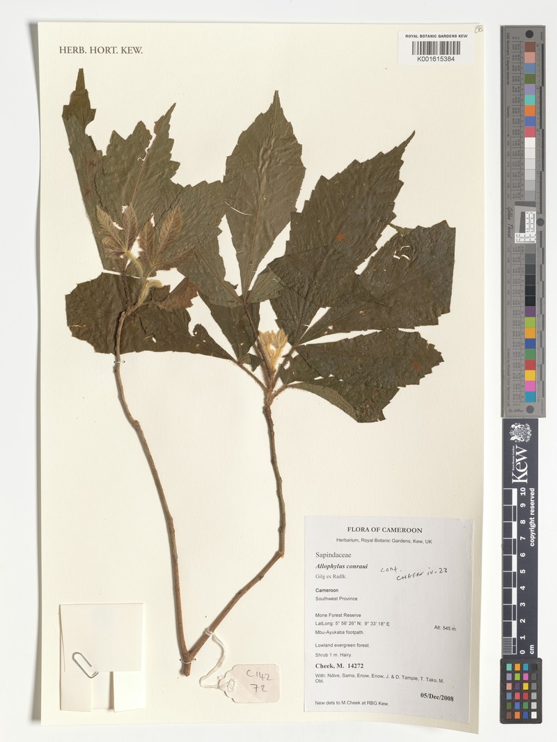 Allophylus conraui photo 2