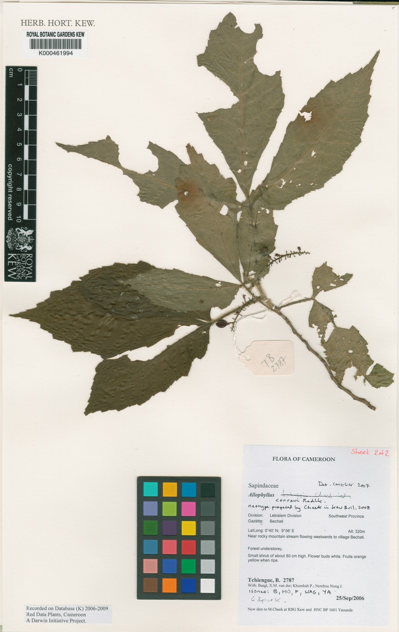 Allophylus conraui photo 3