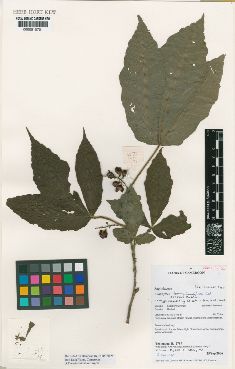 Allophylus conraui photo 4