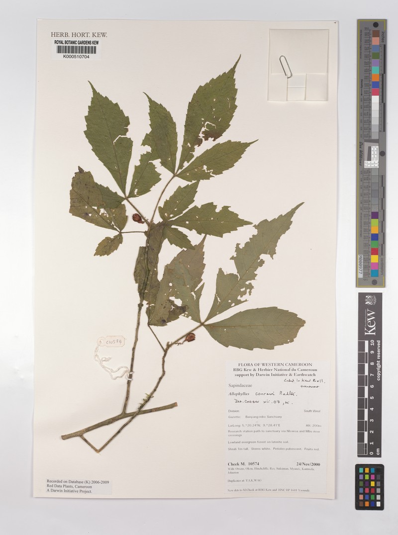 Allophylus conraui photo 5
