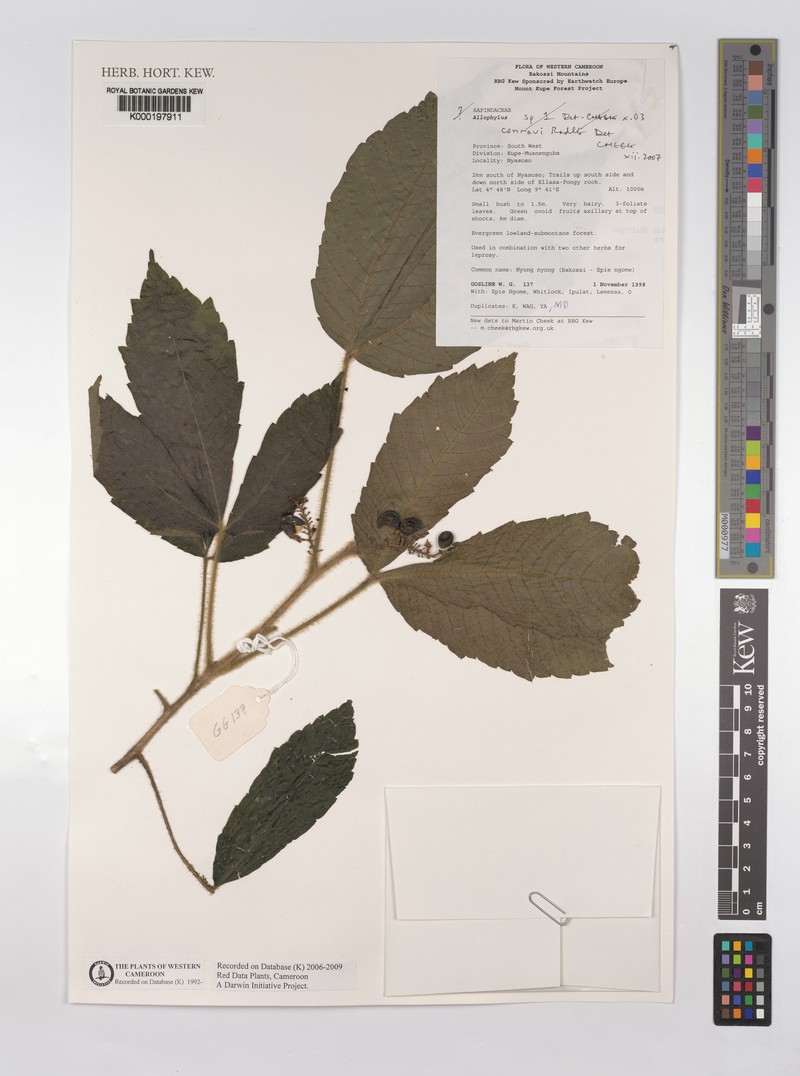 Allophylus conraui photo 6