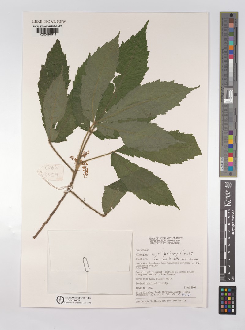 Allophylus conraui photo 8