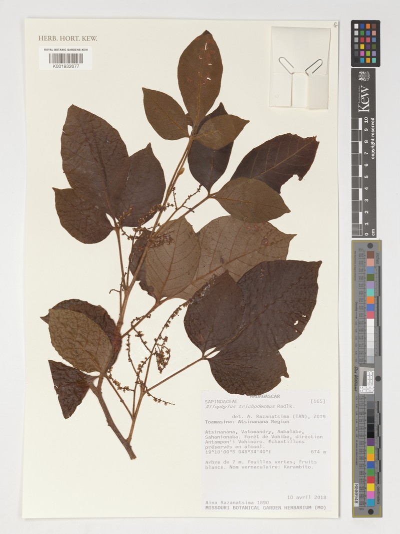 Allophylus costatus