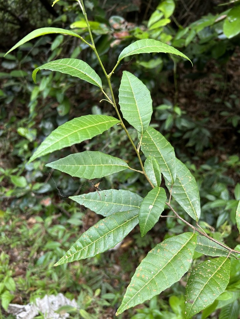 Palo Blanco