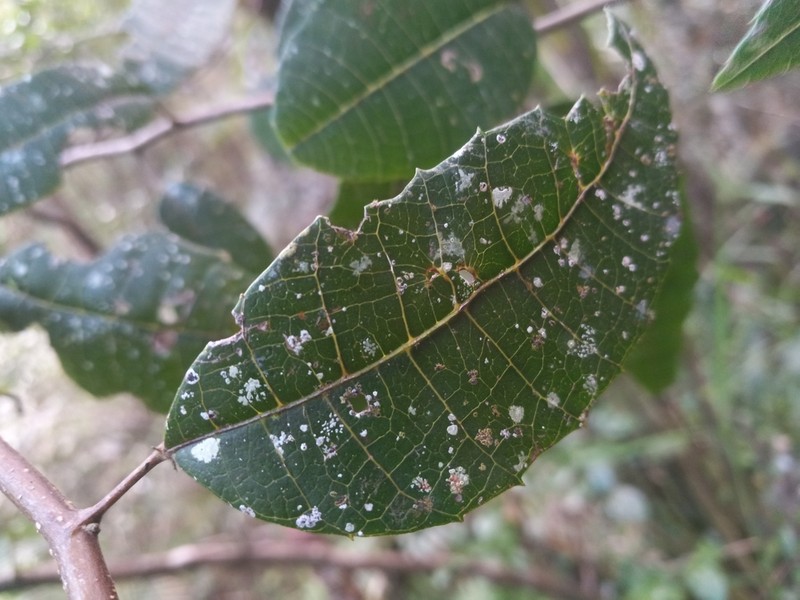 Palo Blanco photo 2