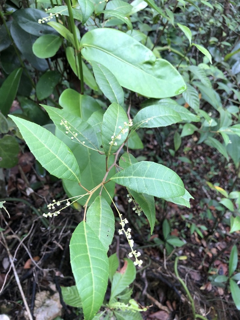Palo Blanco photo 3