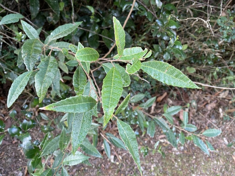 Palo Blanco photo 4