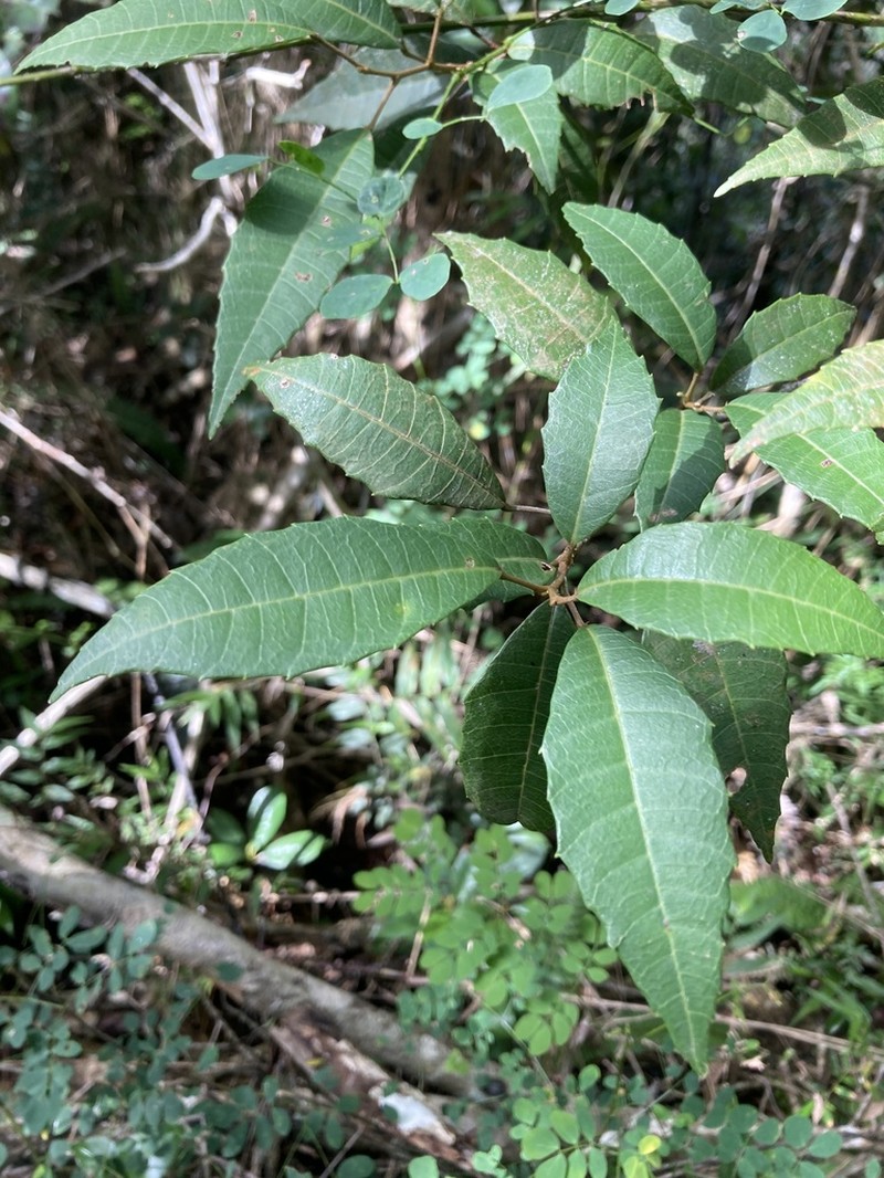 Palo Blanco photo 5