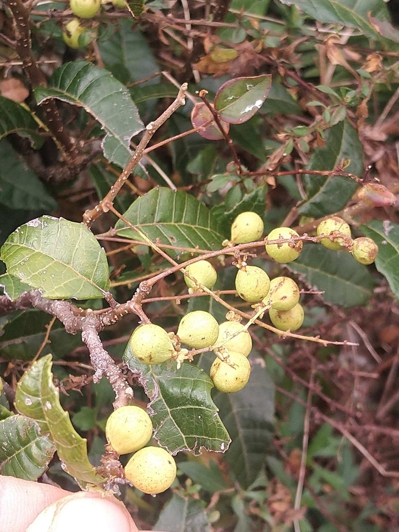 Palo Blanco photo 7