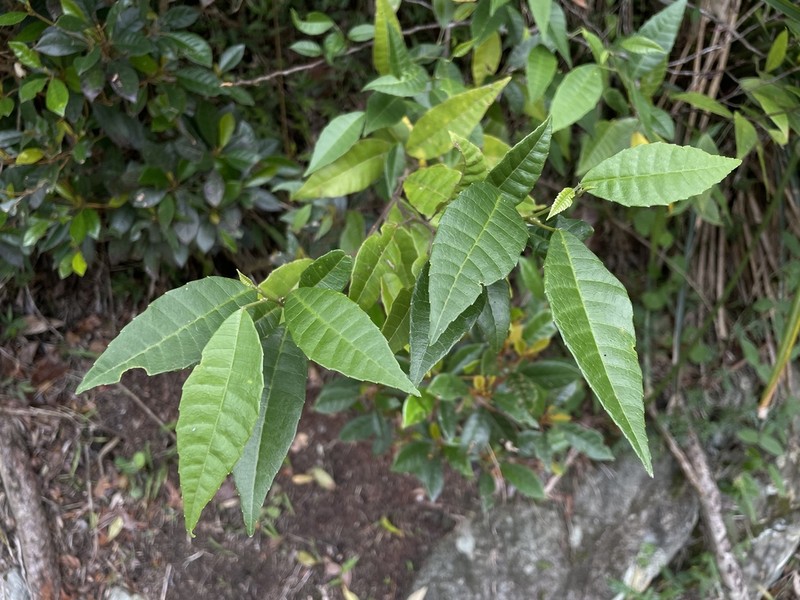 Palo Blanco photo 8