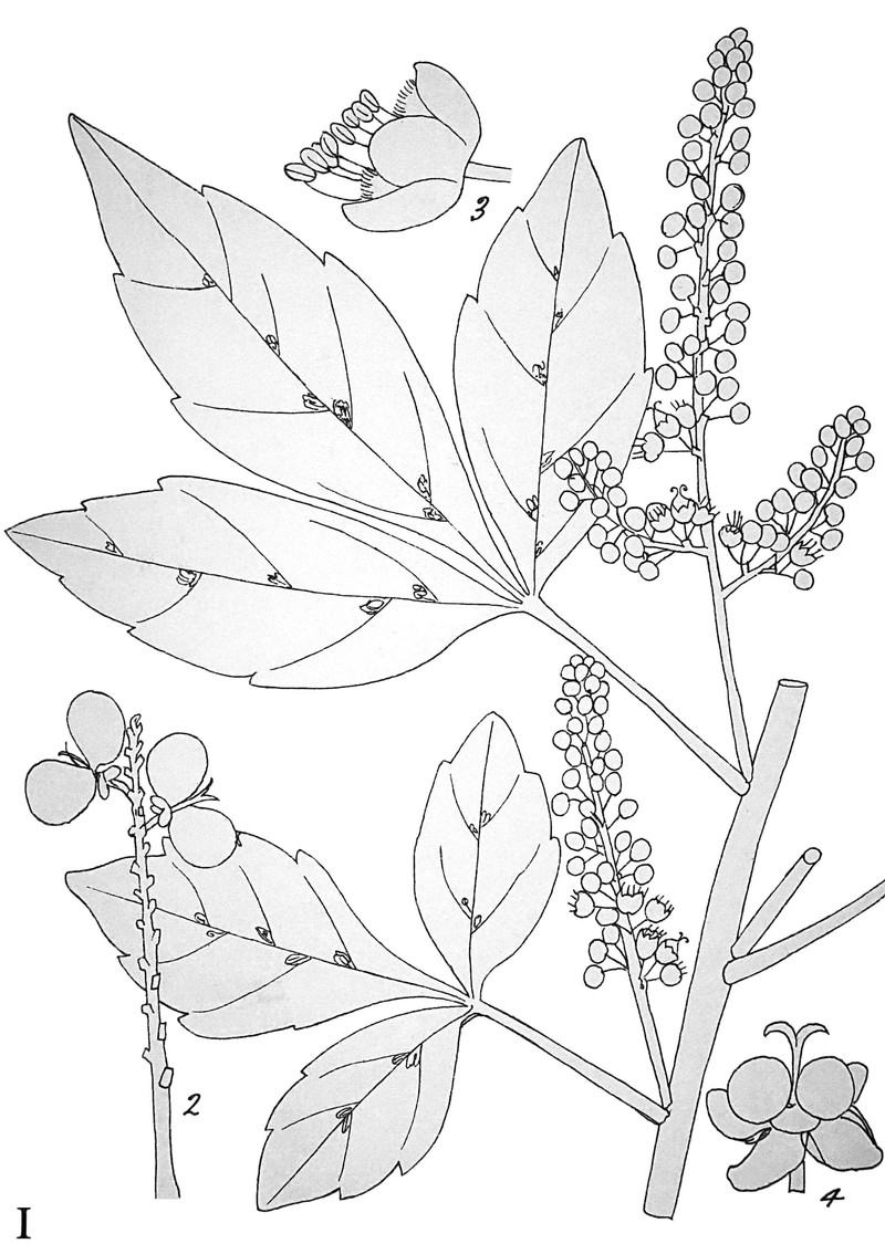 Allophylus decipiens photo 2