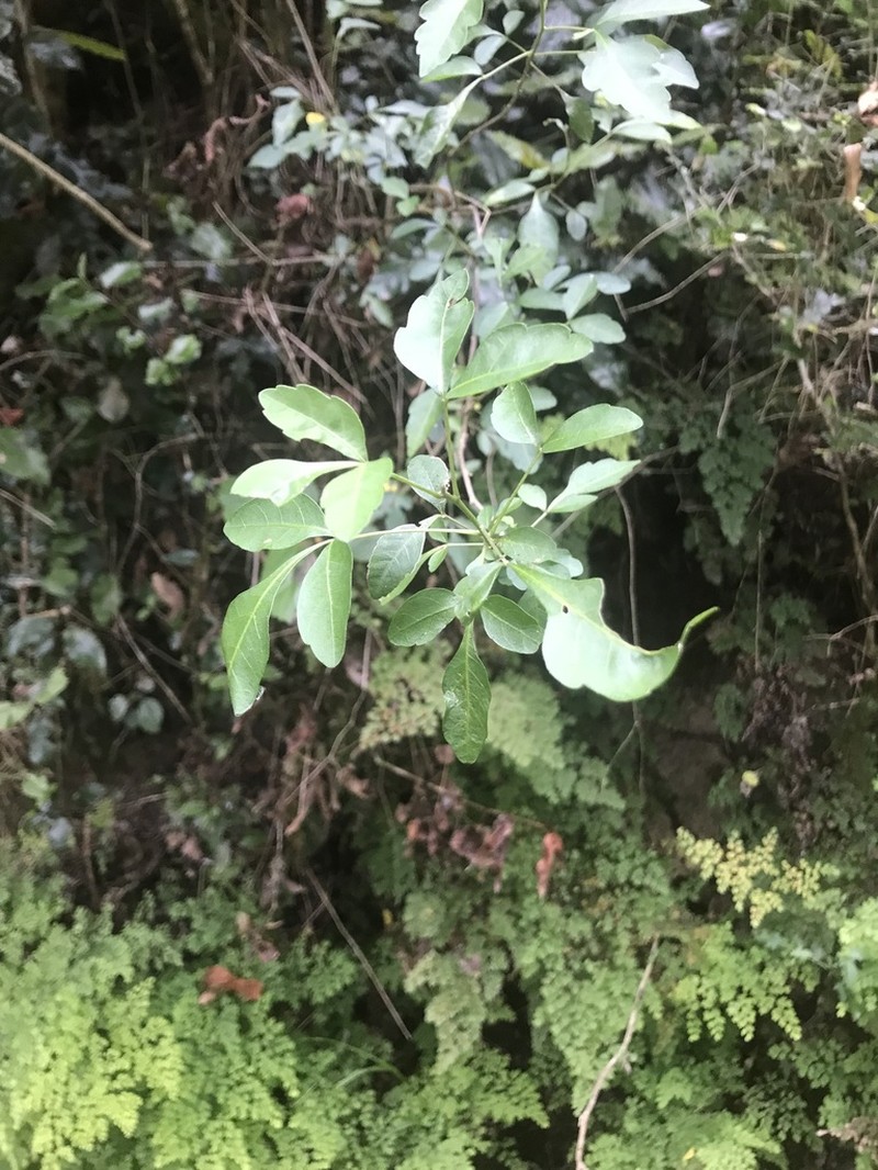 Allophylus decipiens photo 8
