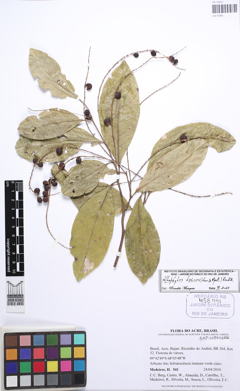 Allophylus dioicus