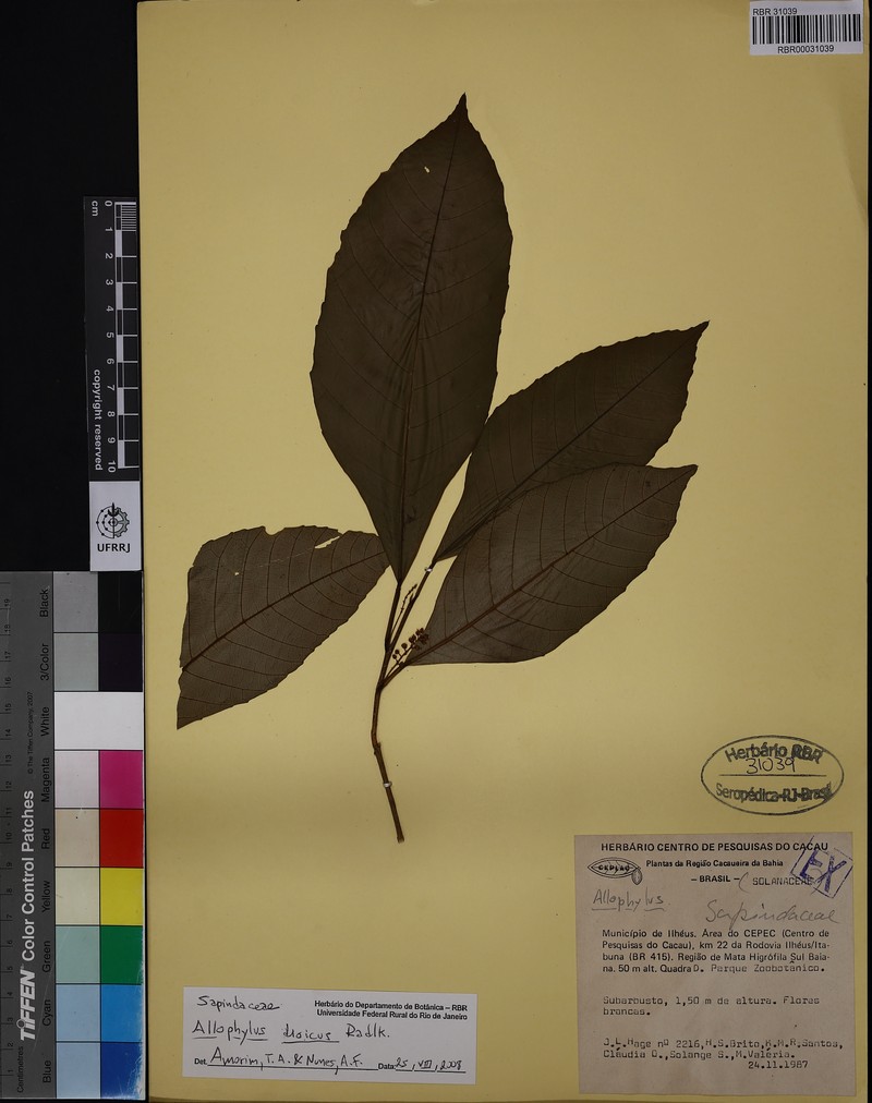 Allophylus dioicus photo 3
