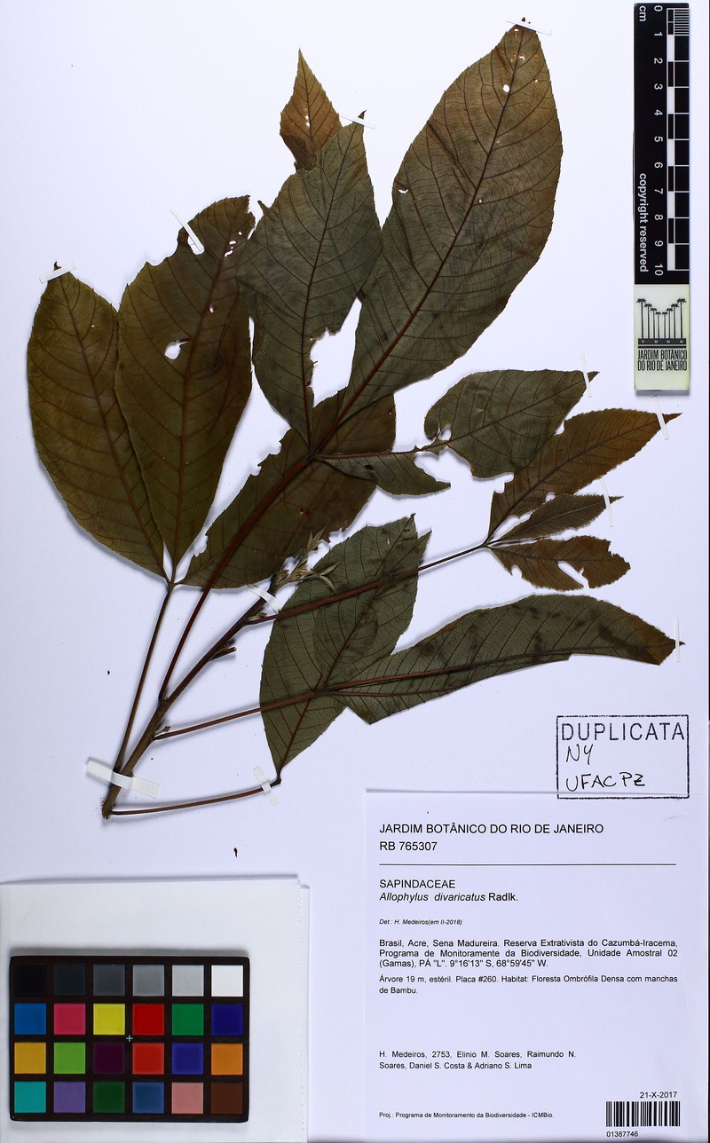 Allophylus divaricatus