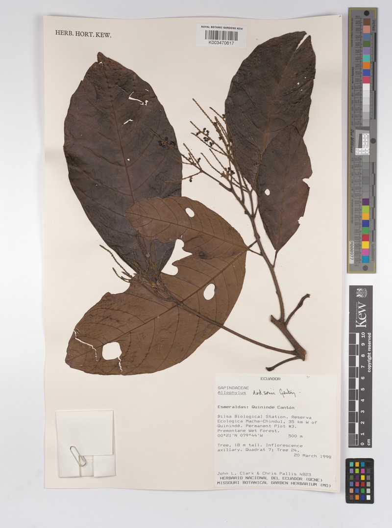 Allophylus dodsonii